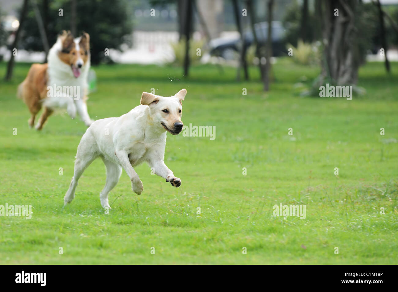 Two dogs running and chasing on the lawn Stock Photo Alamy