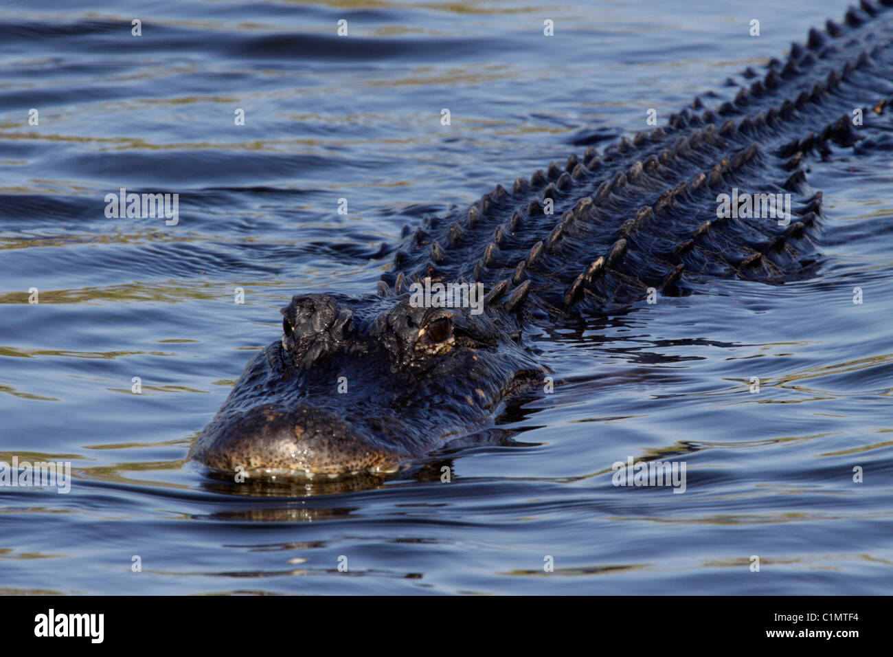 American alligator (Alligator mississippiensis) at Anhinga Trail, Everglades National Park, Florida Stock Photo