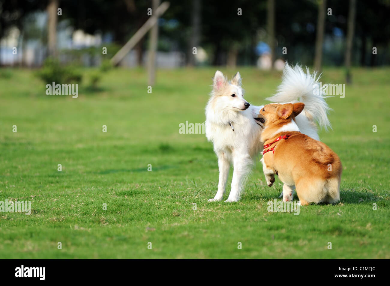 Two dogs playing together on the lawn Stock Photo Alamy