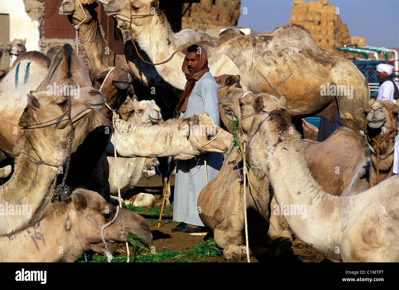 Egypt, Cairo, camel market Stock Photo - Alamy