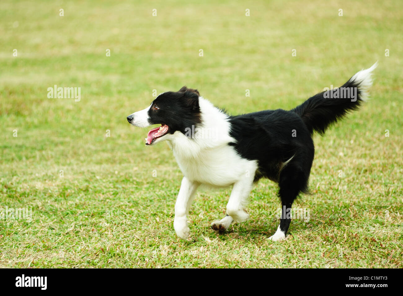 Border collie dog running on the lawn Stock Photo