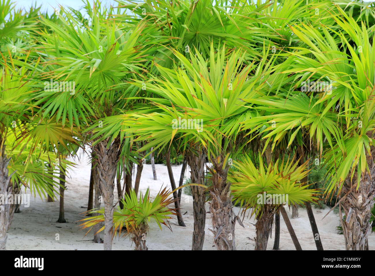 Chit palm trees in Caribbean beach sand Mexico Tulum Stock Photo Alamy