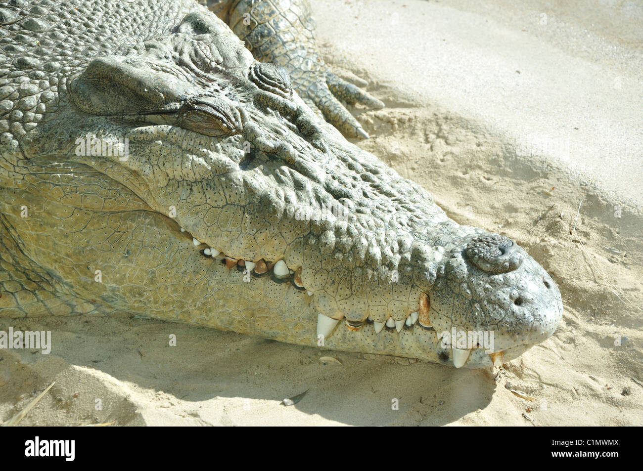 Crocodile nose hi-res stock photography and images - Alamy