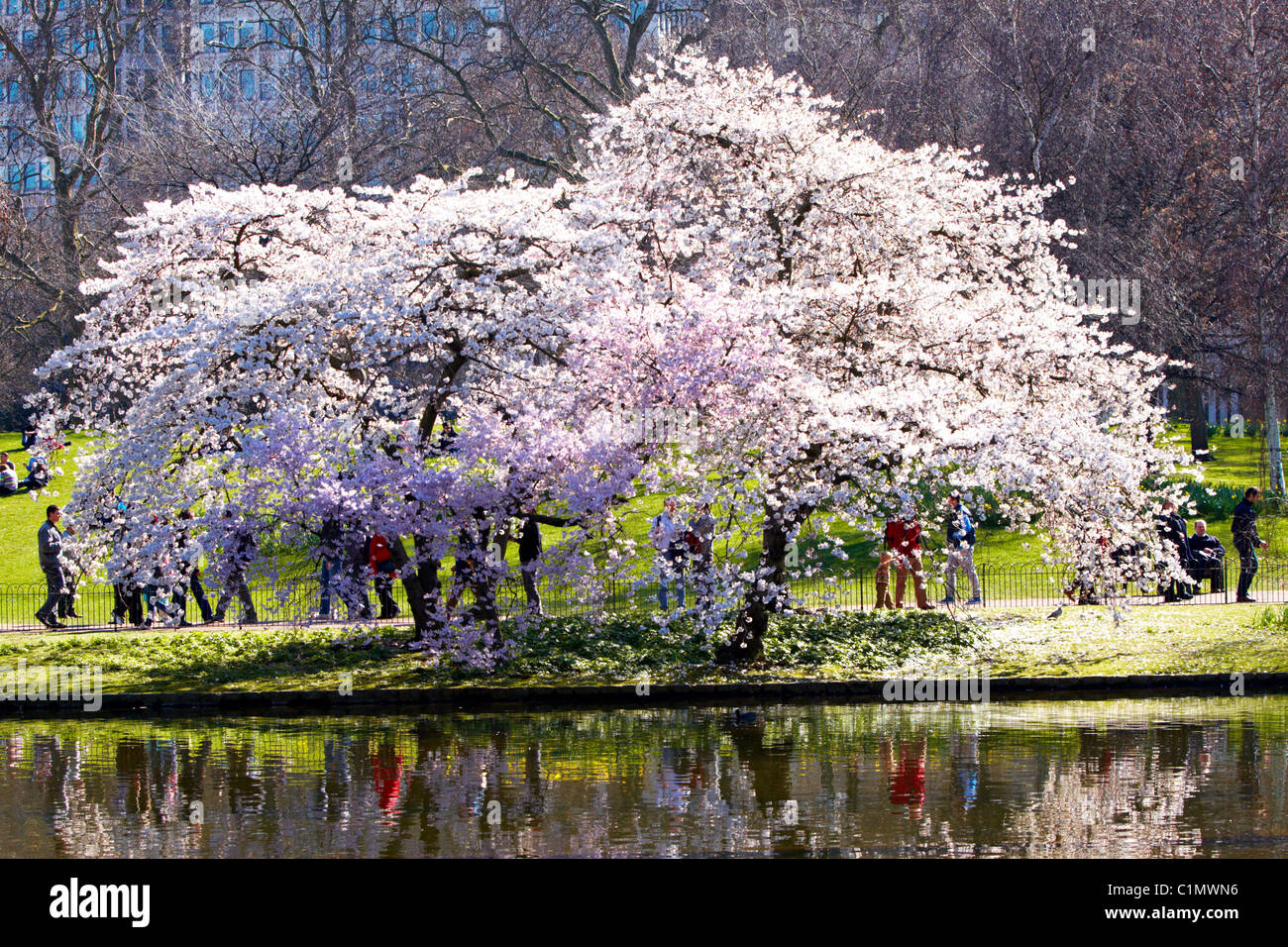 Tree blossom in St James Park, London Stock Photo - Alamy