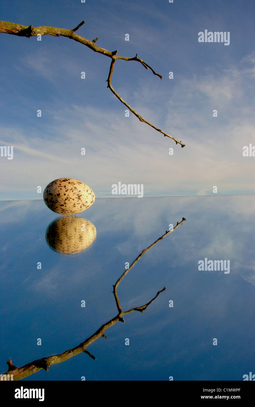 birds egg on the mirror Stock Photo - Alamy