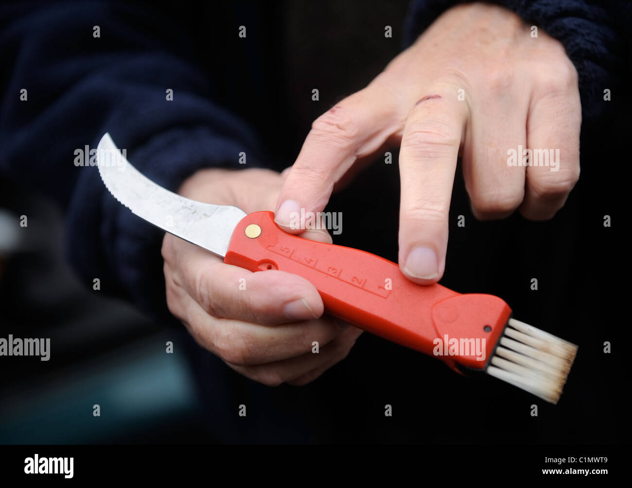 Mushroom identification hires stock photography and images Alamy