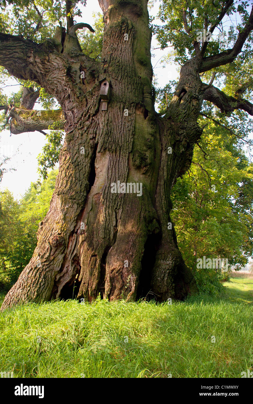 Big oak tree hi-res stock photography and images - Alamy