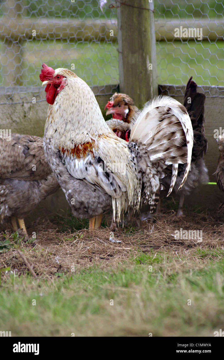 Auto sexing hi-res stock photography and images - Alamy