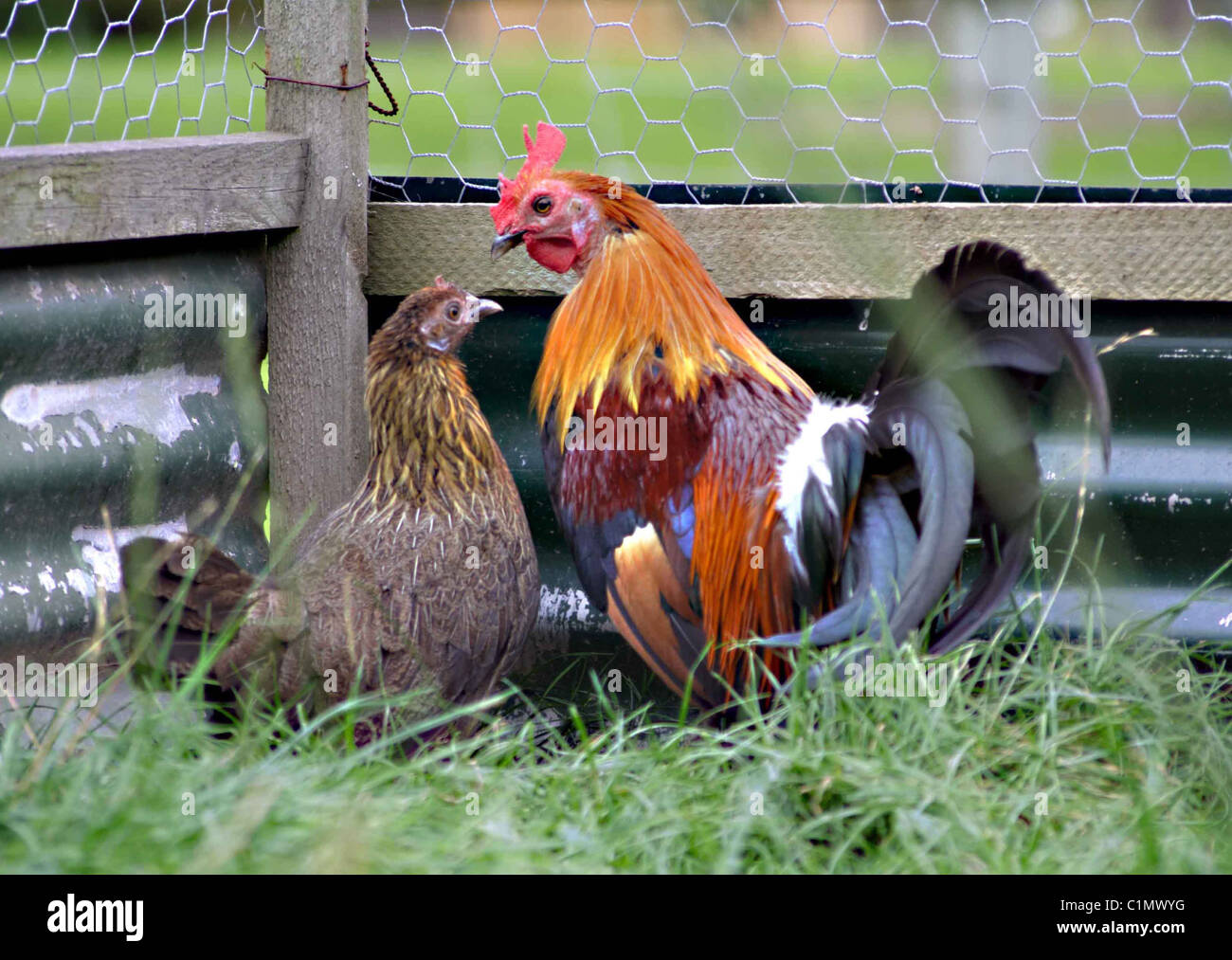 Red jungle fowl in a pen Stock Photo