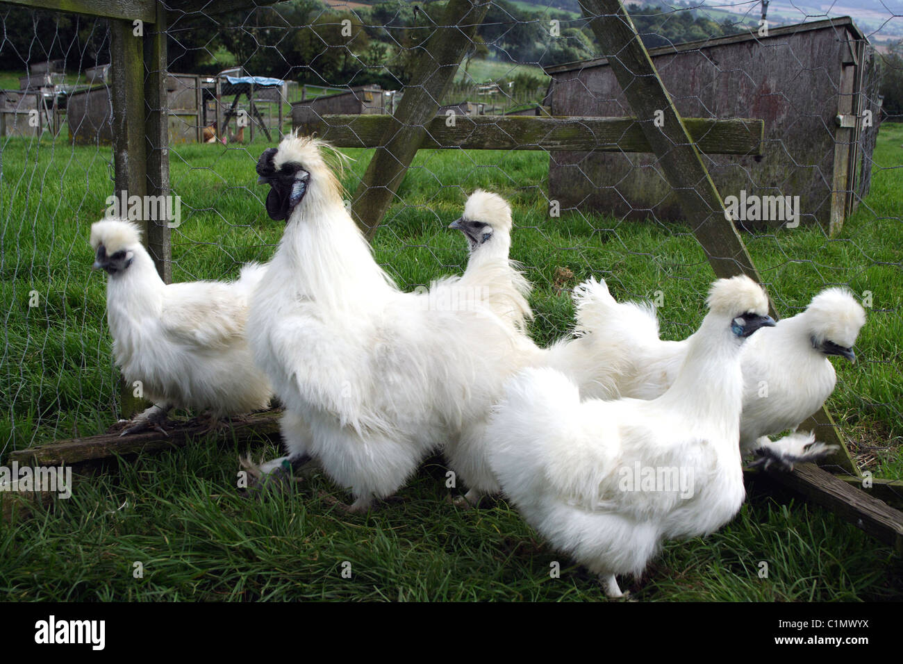 White Silkie chickens in a pen Stock Photo