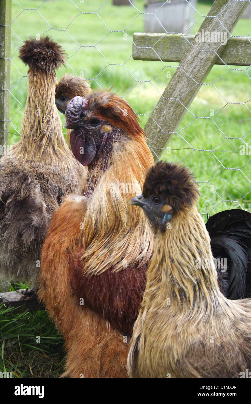 Male and female Partridge Silkie chickens in a pen Stock Photo Alamy