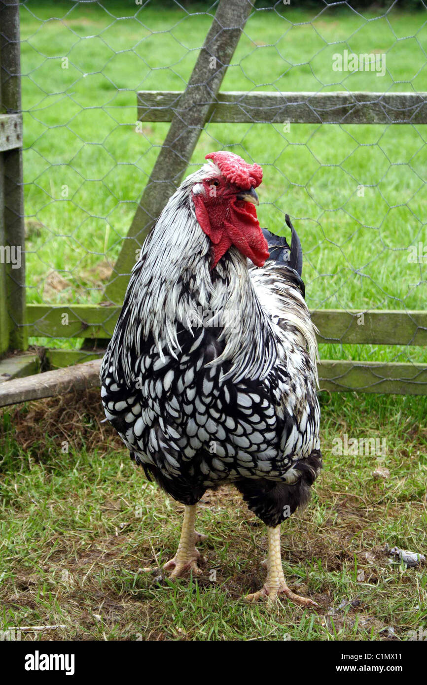 Black leghorn cockerel hi-res stock photography and images - Alamy
