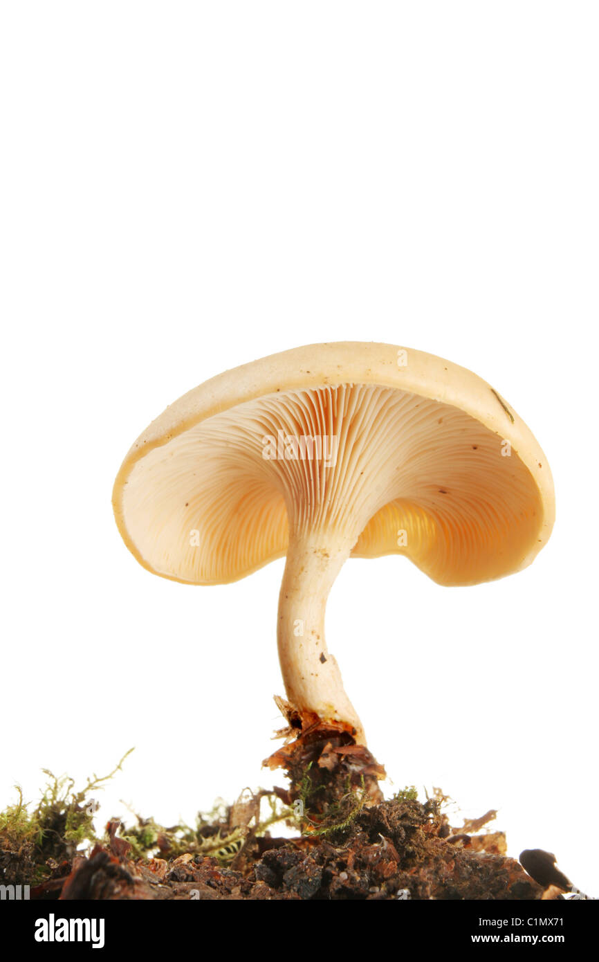 Single toadstool fungi viewed from below against white Stock Photo