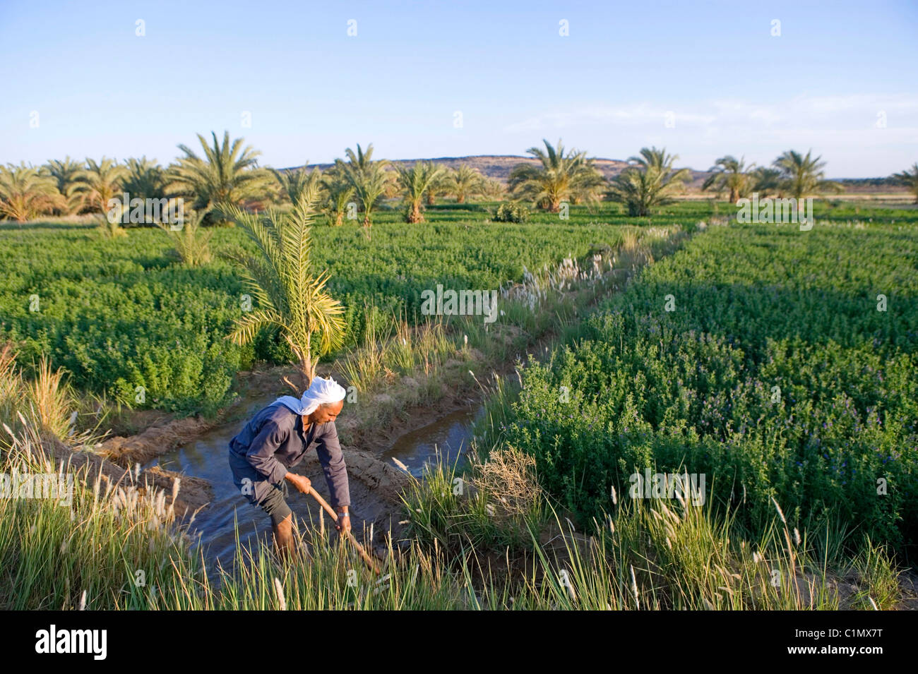 Features of irrigational agriculture in ancient Egypt 62 Features of irrigational agriculture in ancient Egypt 45