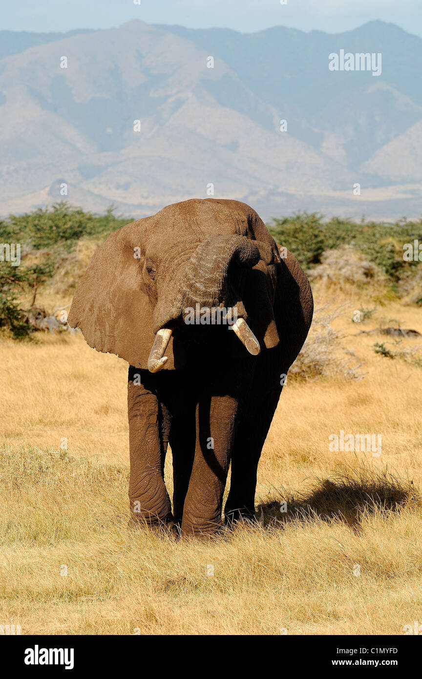 Tanzania, Rift valley, lake Manyara national park Stock Photo - Alamy