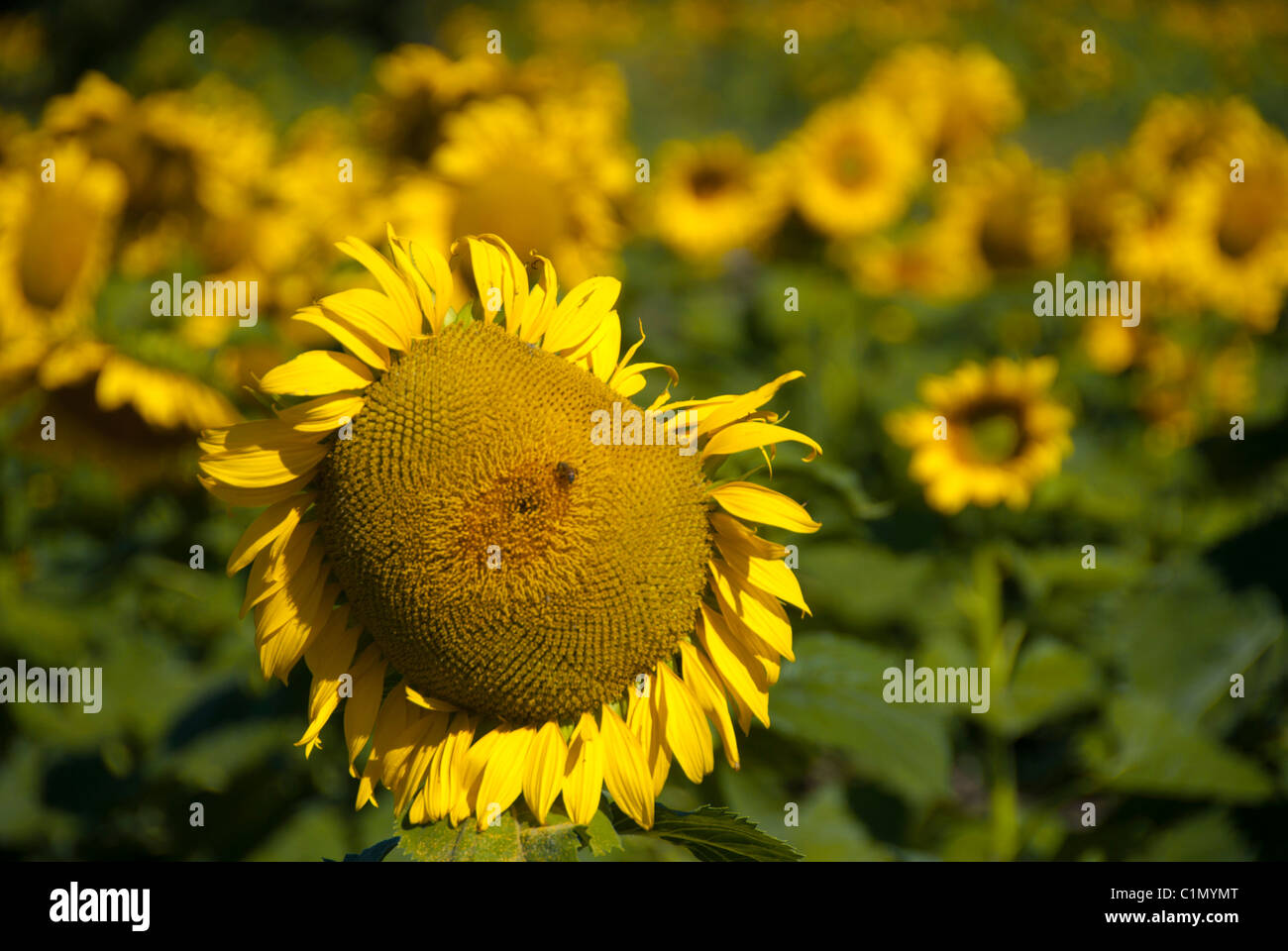 Bright Colors of a Sunflowers Field in Tuscany, Italy Stock Photo - Alamy