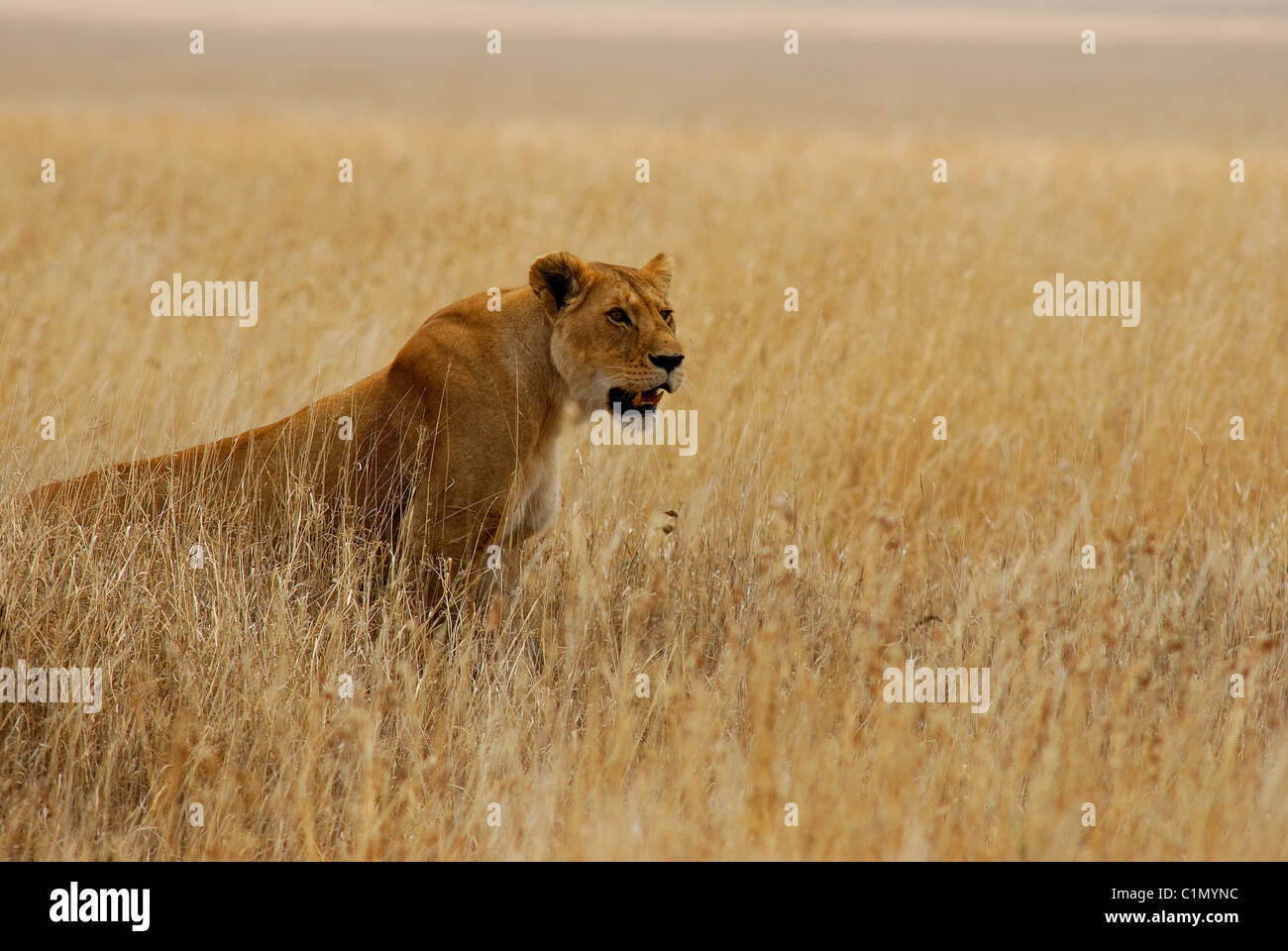 Tanzania, the Serengeti National Park Stock Photo - Alamy