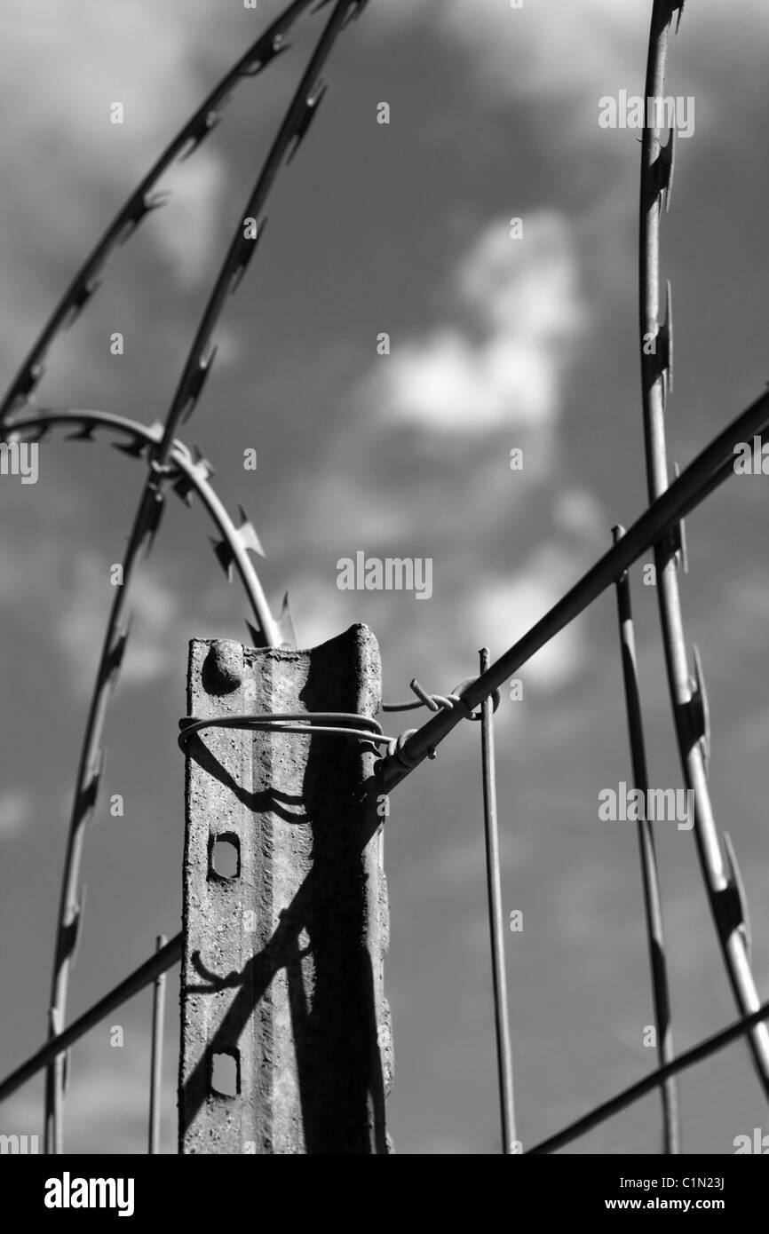Coiled razor wire mounted on a boundary fence for security. Black and ...