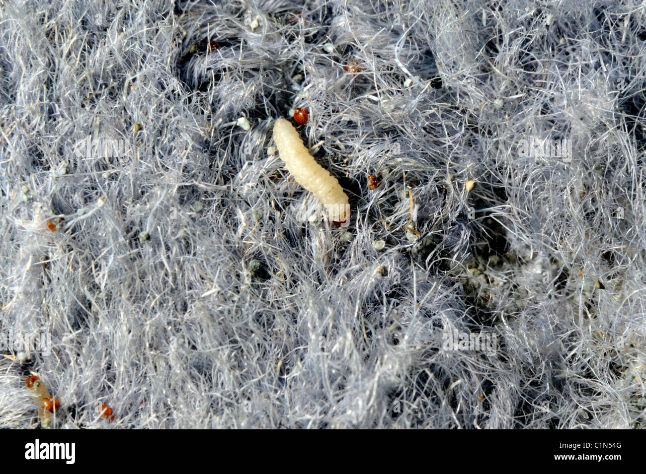 Clothing moth larvae in wool carpet Stock Photo