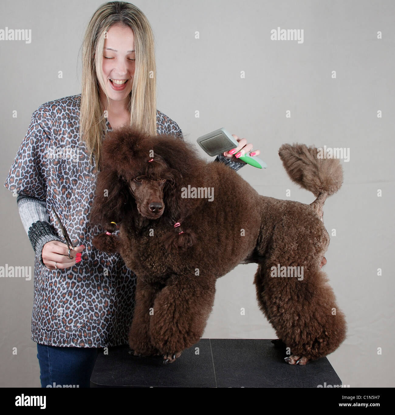 Medium poodle clearance