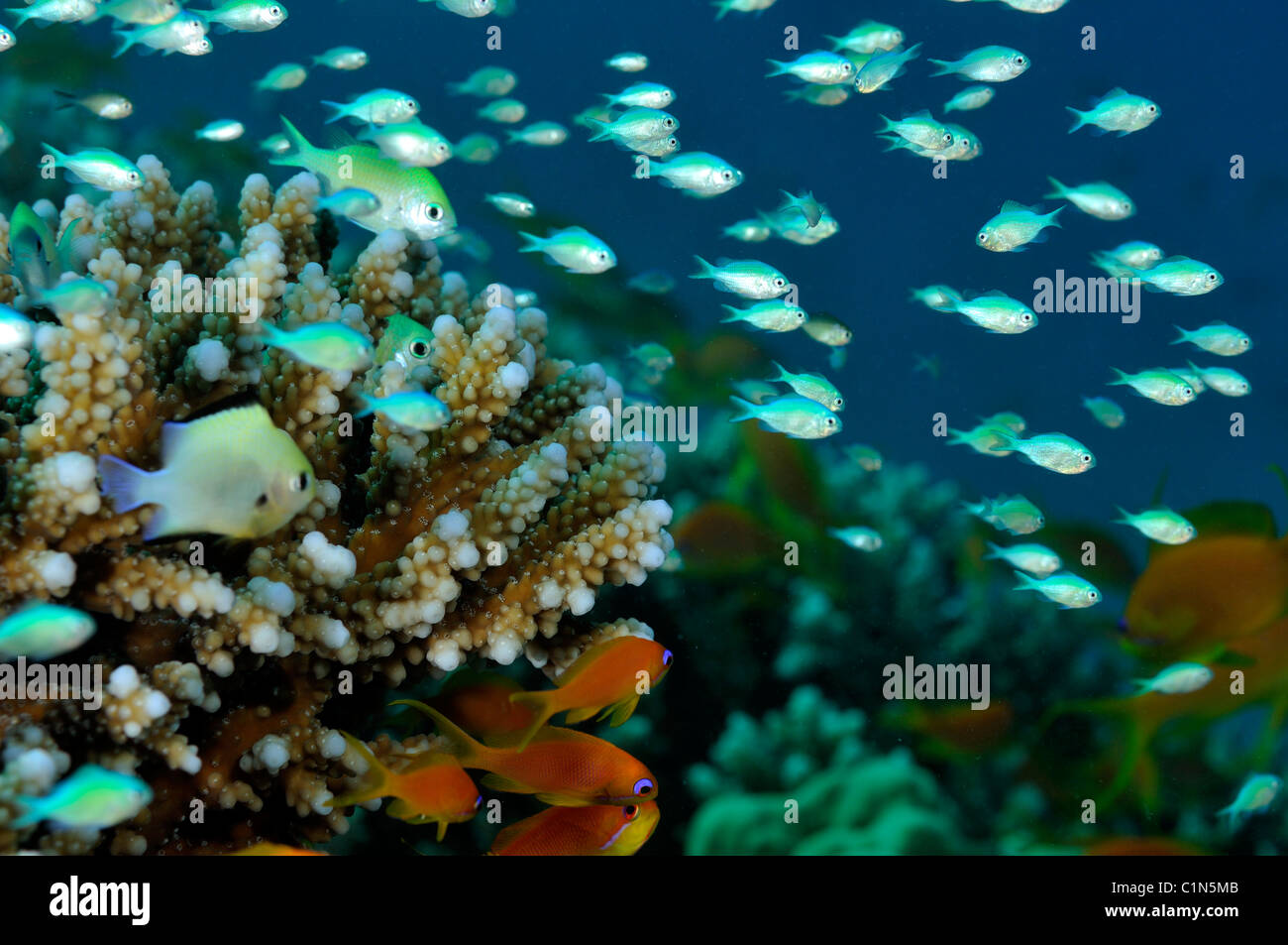Bluegreen chromis fish, Chromis viridis, aggregation on Acropora lamarcki coral Stock Photo