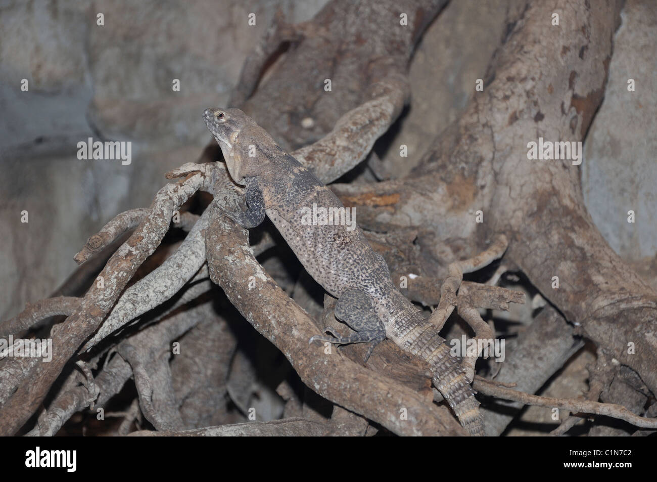 Lizard in terrarium Stock Photo Alamy