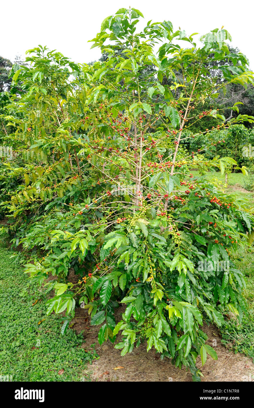 Coffee Bean Plants Kona Hawaii Pacific Ocean Stock Photo Alamy