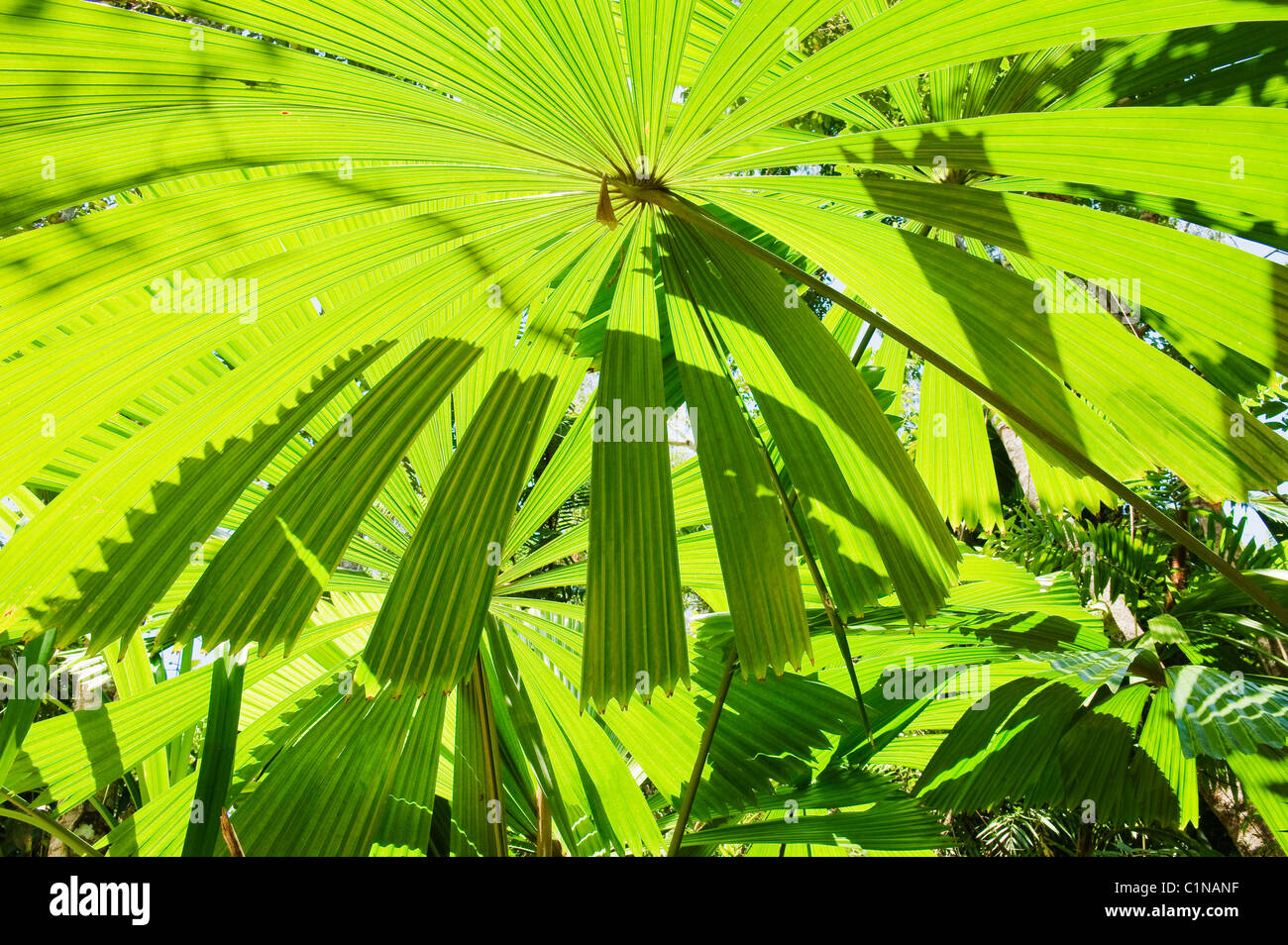Licuala Palm, or Australian Fan Palm (Licuala ramsayi) Endemic tree, Licuala State Forest, Mission Beach, Queensland, Australia Stock Photo