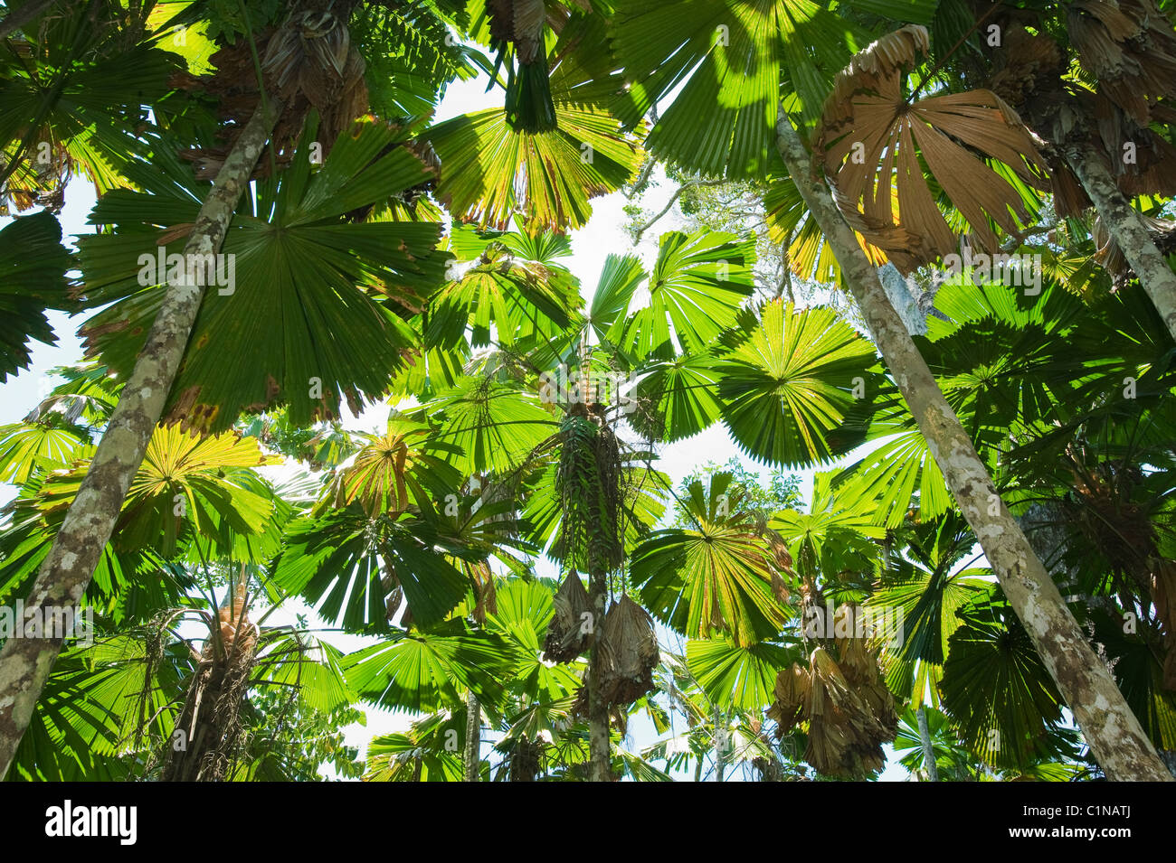 Licuala Palm, or Australian Fan Palm (Licuala ramsayi) Endemic tree, Licuala State Forest, Mission Beach, Queensland, Australia Stock Photo