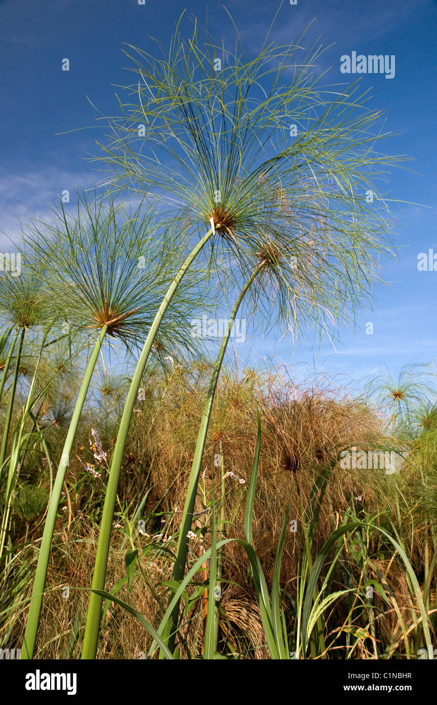 papyrus reed,cyperus papyrus,okavango river,botswana Stock Photo