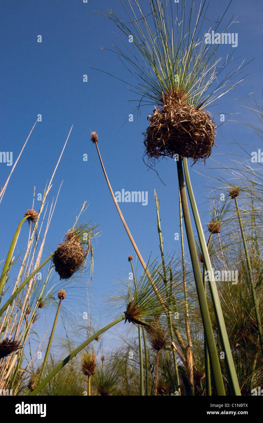 papyrus reeds,cyperus papyrus,bower bird nests,okavango river,botswana Stock Photo
