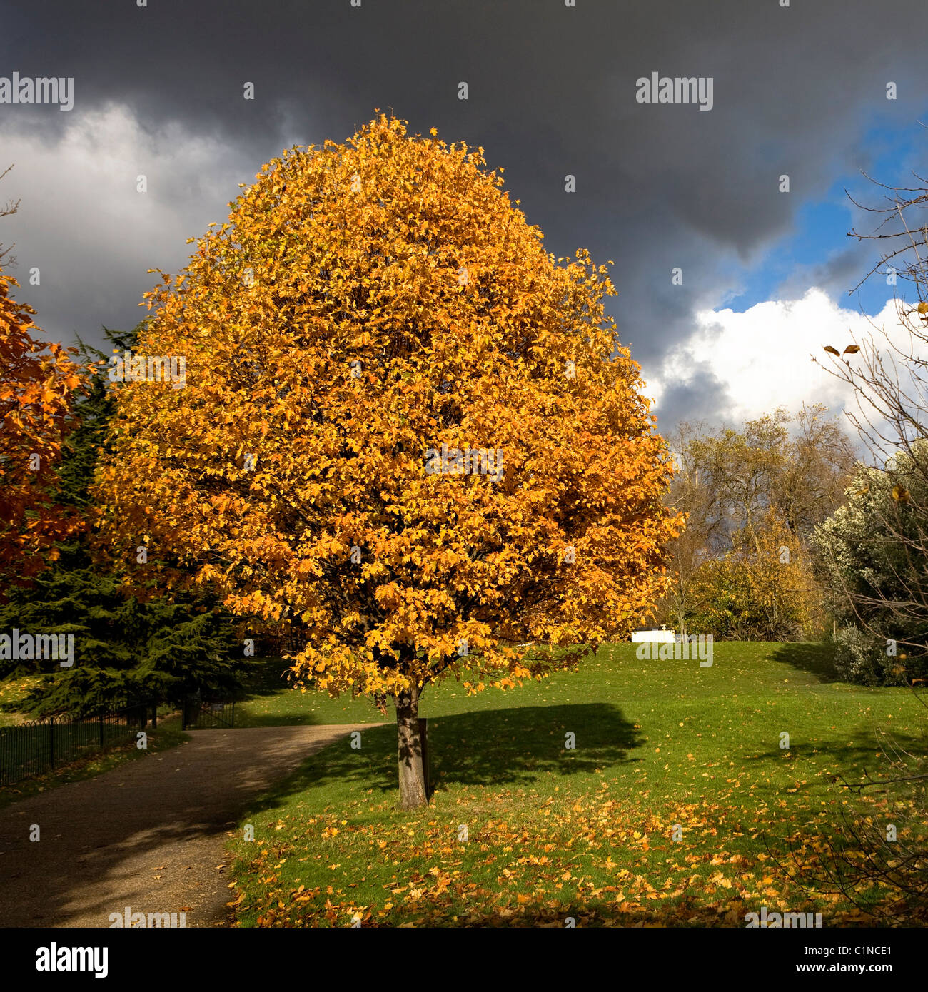 Autumn in Hyde Park London Stock Photo - Alamy