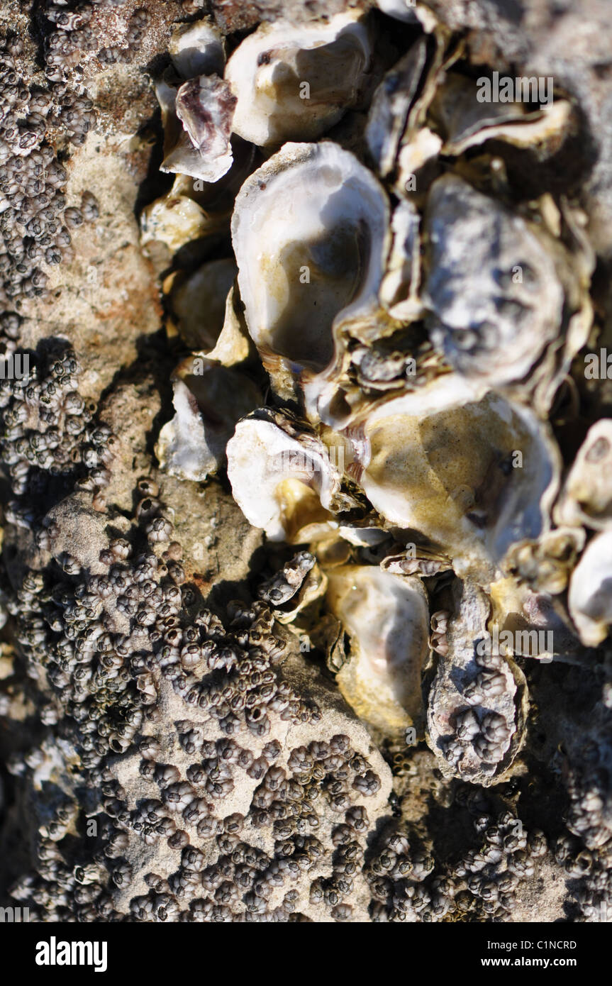 Seawater oyster shells hires stock photography and images Alamy