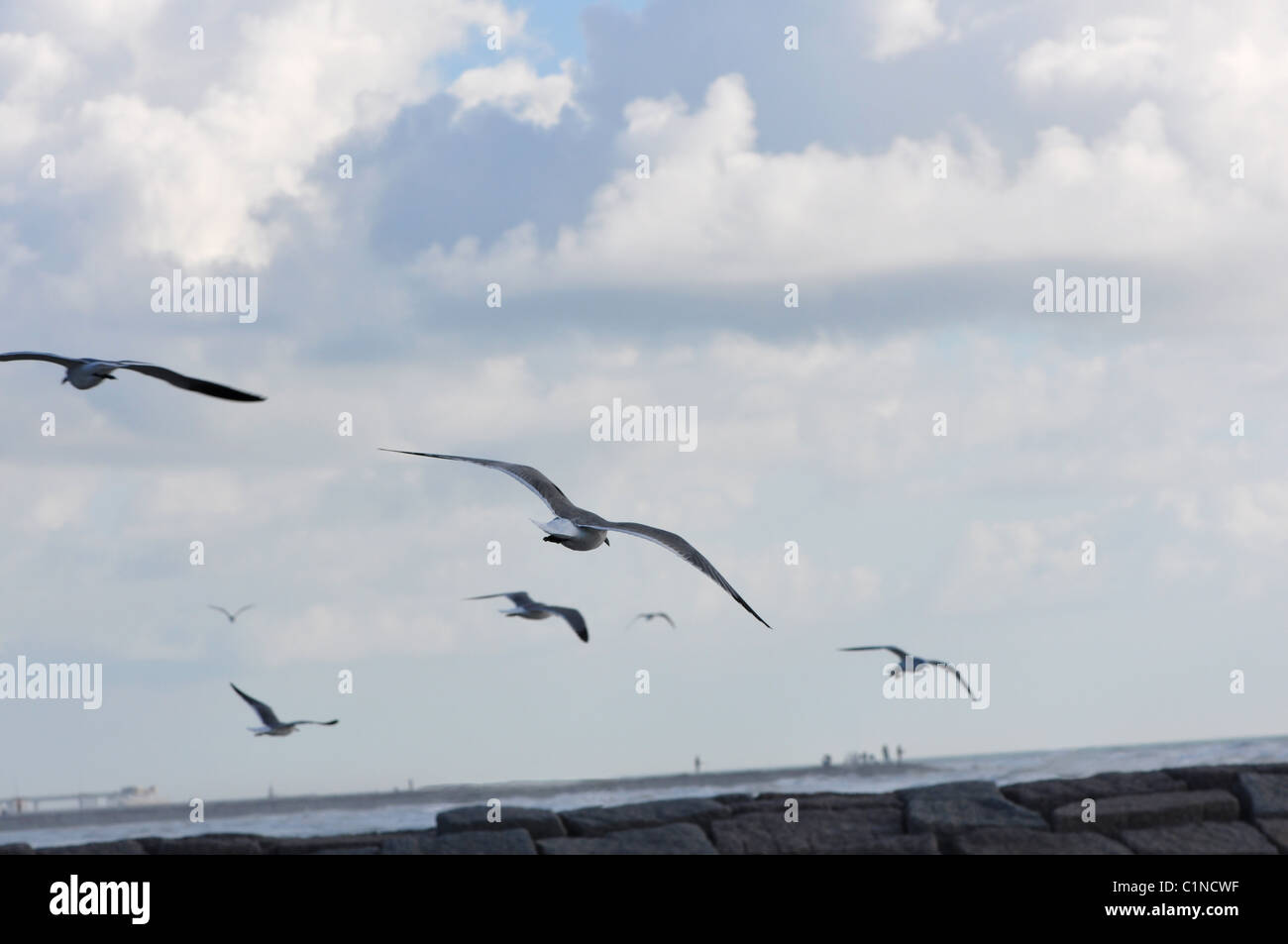a group of seagulls in flight at the beach with a bright blue sky in ...