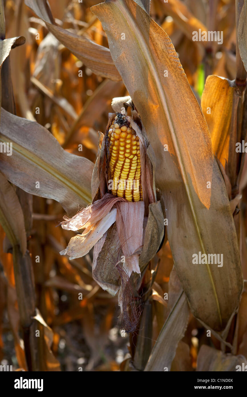 Ear of maize hi-res stock photography and images - Alamy