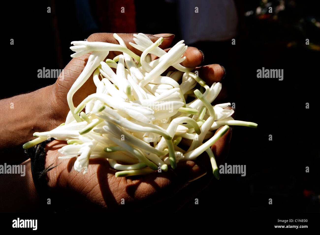 India, Pondicherry Territory, Pondicherry, flower market Stock Photo
