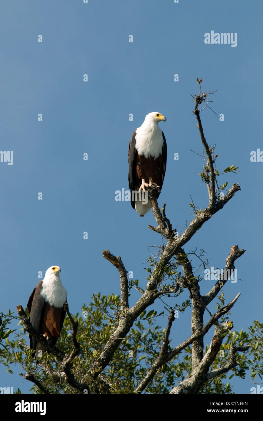 a pair of african fish eagles perched in scrub on the banks of the okavango river in botswana Stock Photo