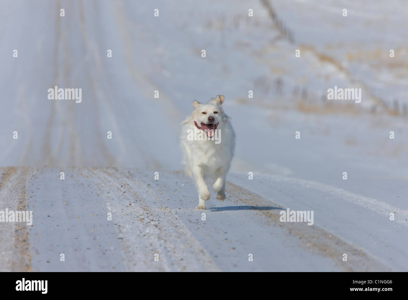 Dog Running on country road winter rural Canada Stock Photo