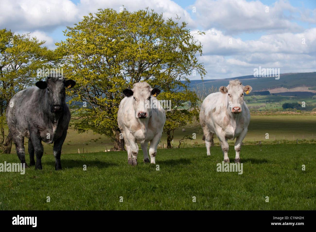 british Blue pedigree beef cattle in upland pasture. Stock Photo