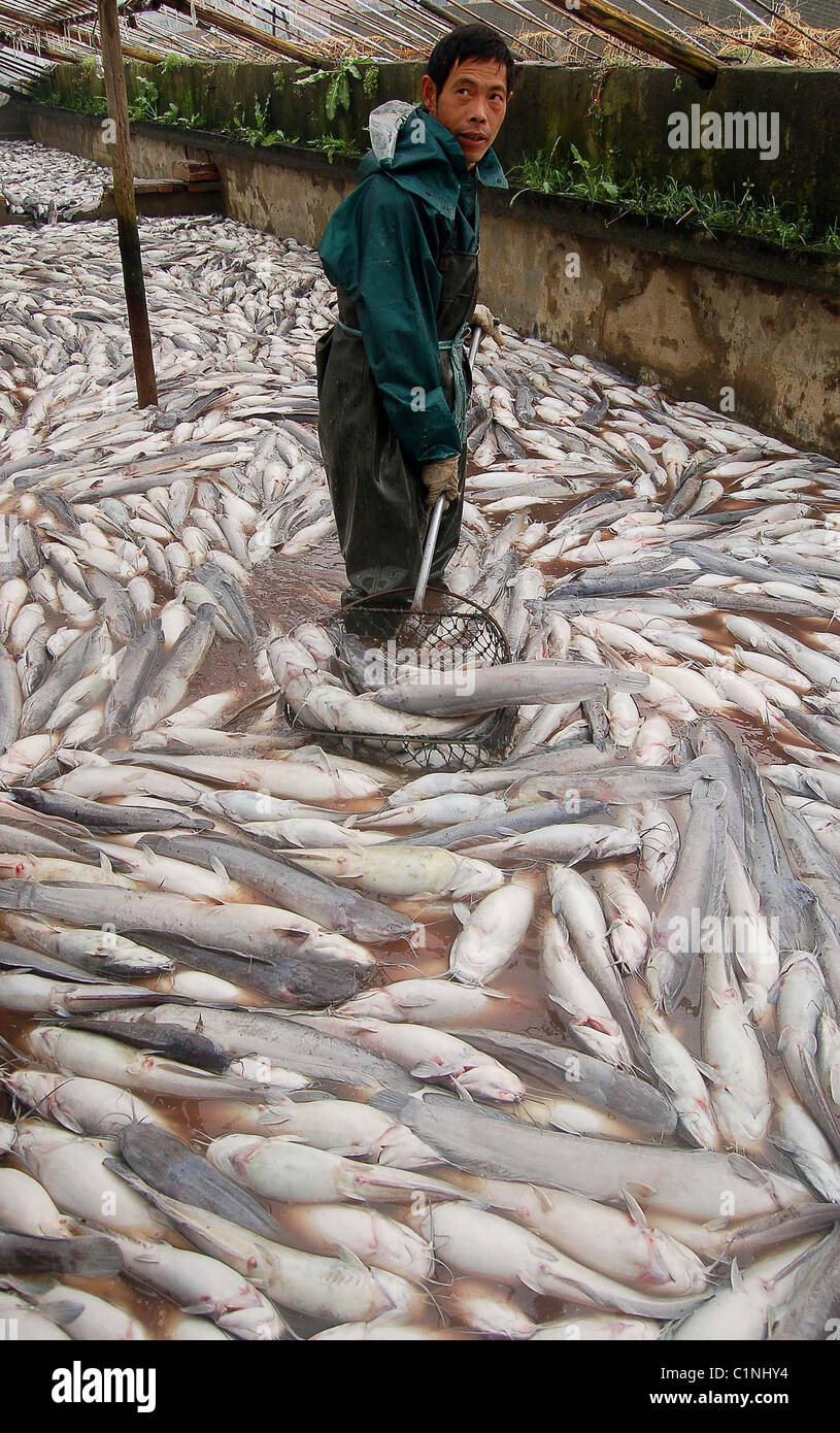 Immediate steps when fish sudden death occurs