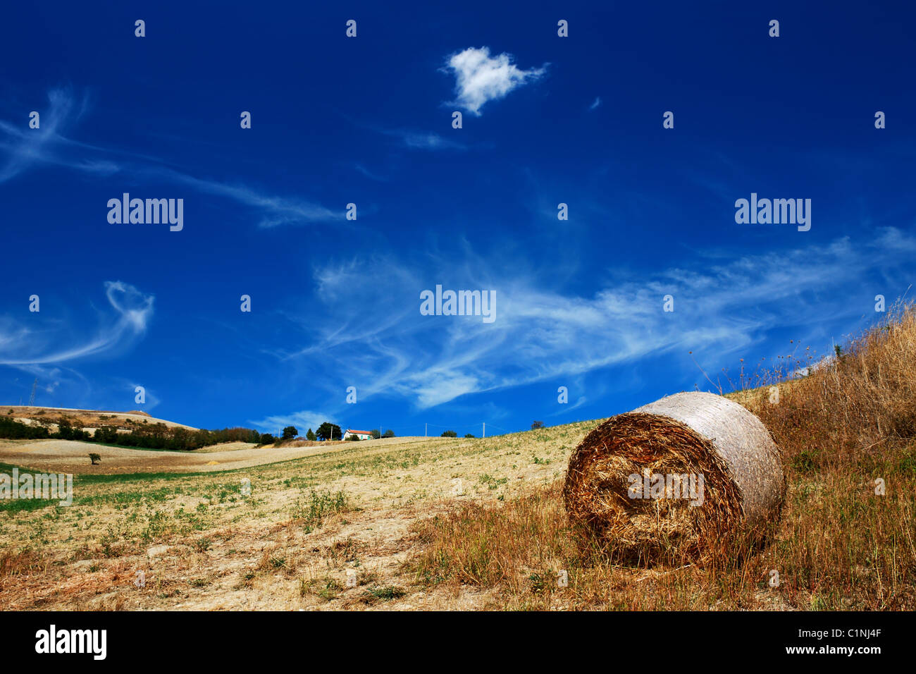 Golden dry field with interesting blue sky and hay bale Stock Photo
