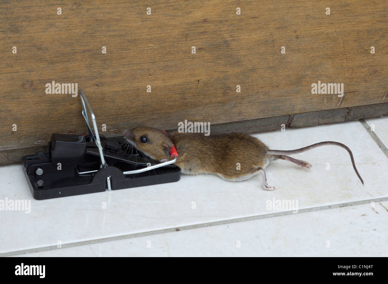 Mice Trapped On Kill Micedead Mice Stock Photo 1096216997