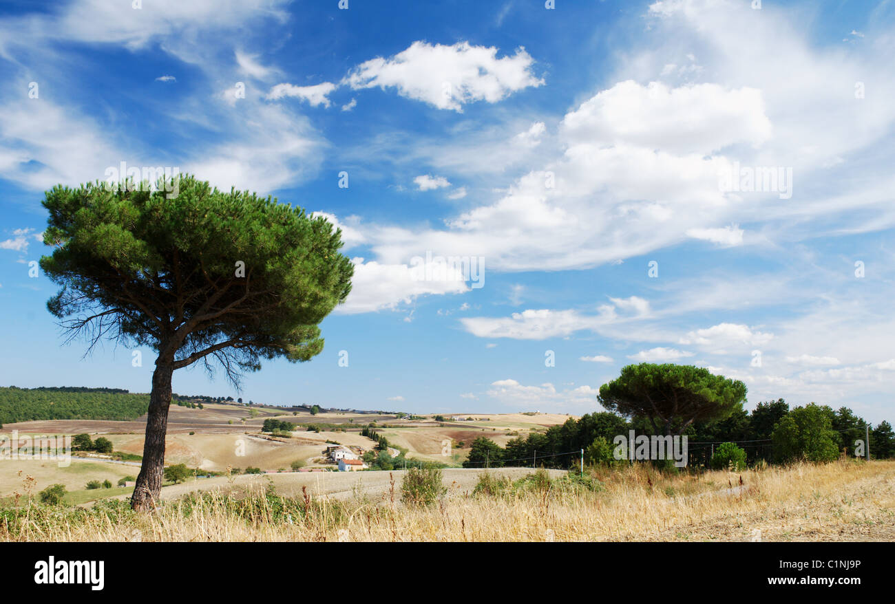 Mediterranean landscape with parasol pine trees and moody sky Stock Photo