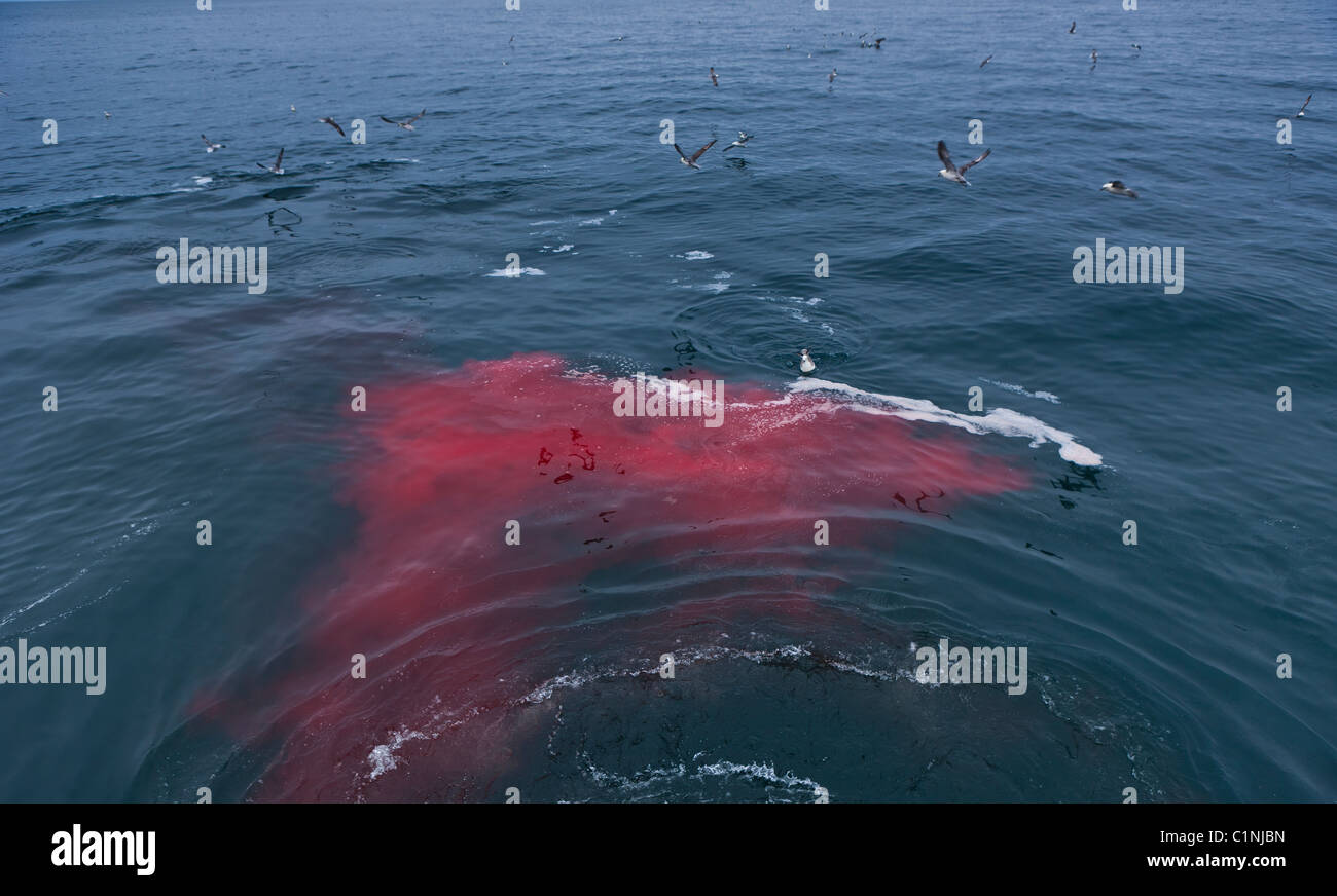 Northern Fulmars (sea birds) swarm over  blood  from Minke Whale Hunt, North Atlantic, Iceland Stock Photo