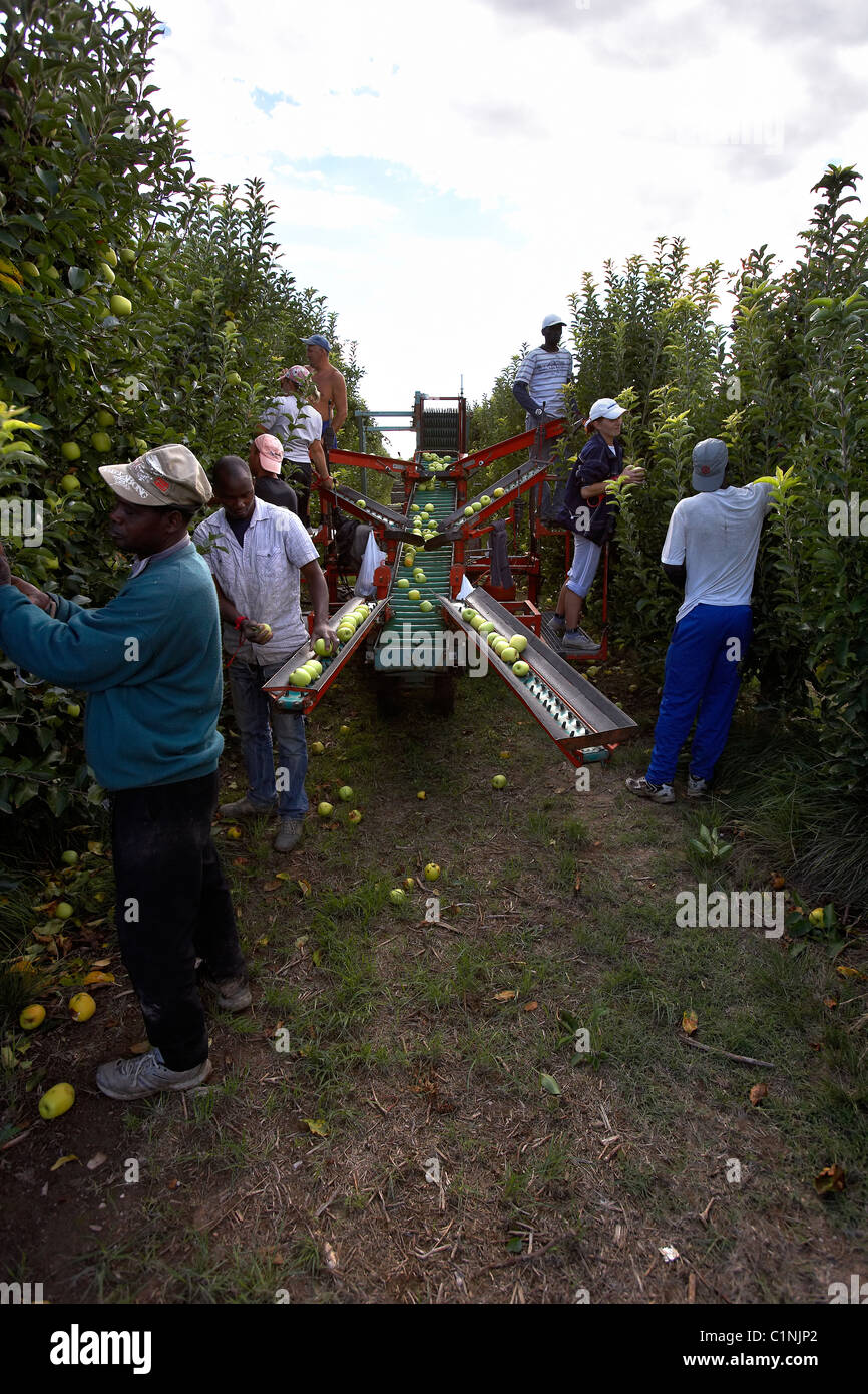 Collecting apples with machine. LLeida, Spain. Stock Photo