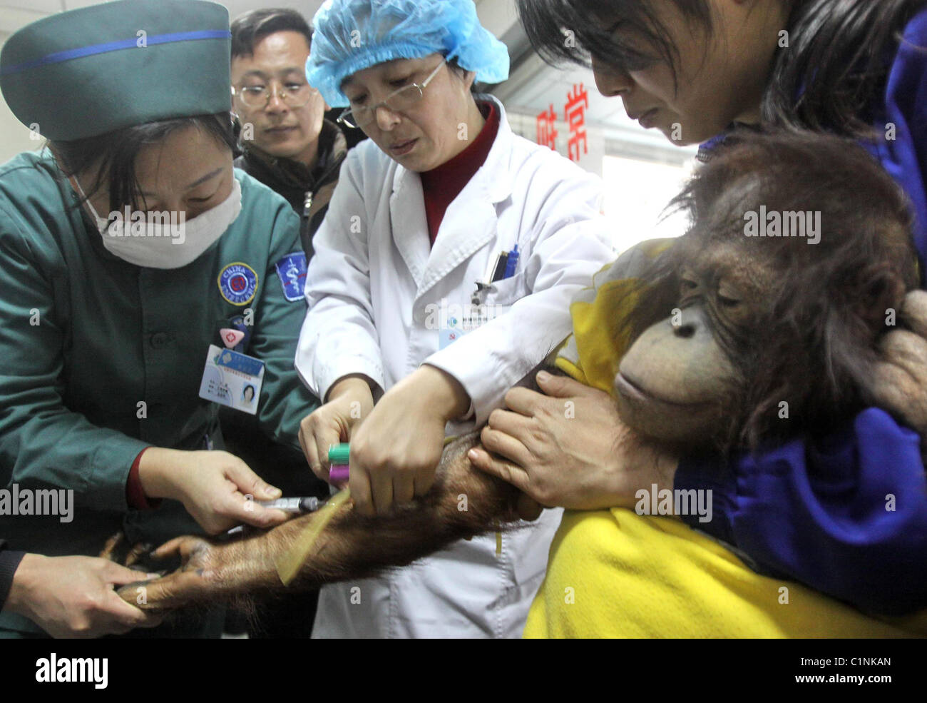 DOCTORS TREAT POORLY PRIMATE A young ape receives a lifesaving