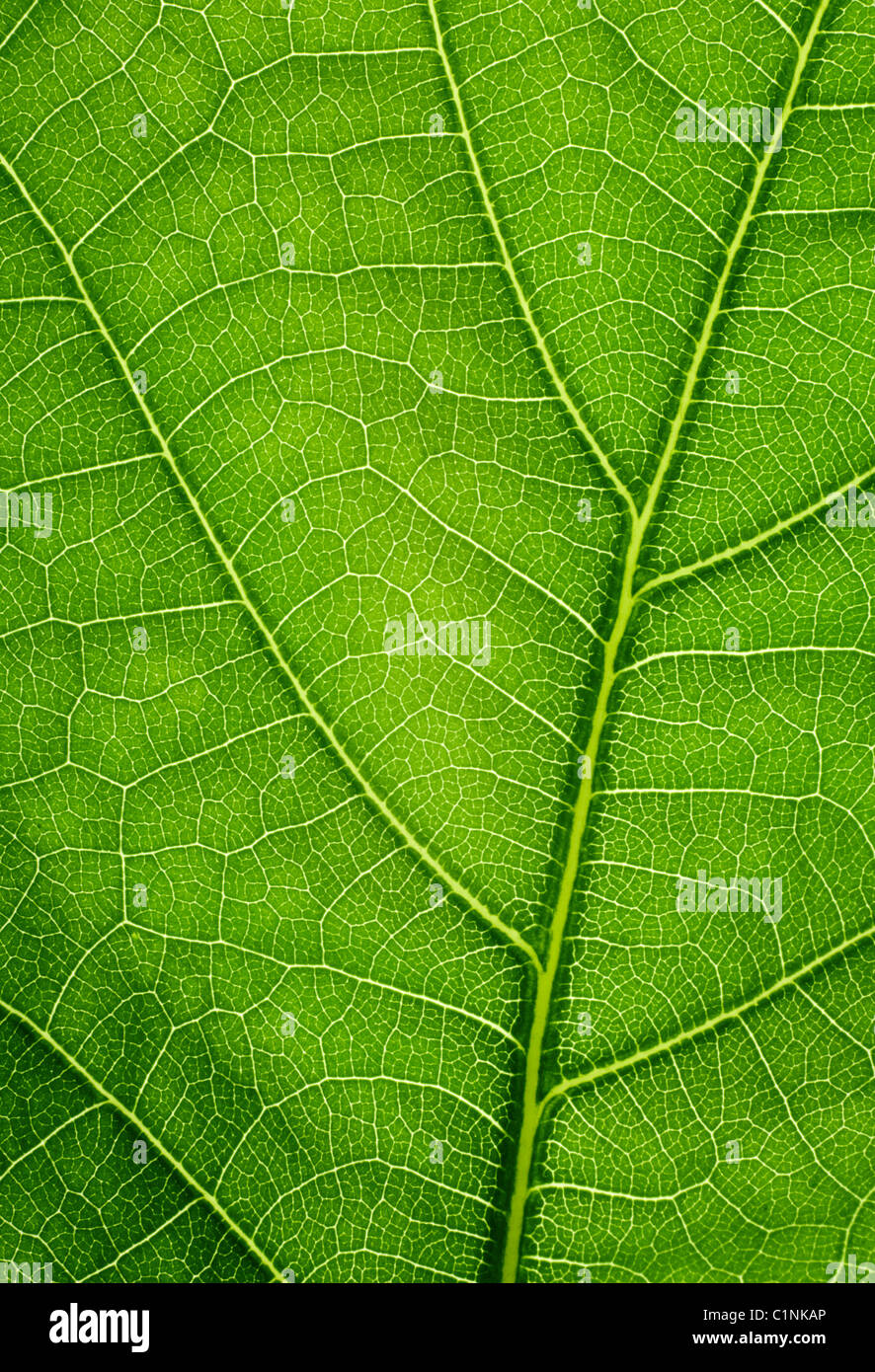 Green background. Oak leaf texture closeup. Stock Photo