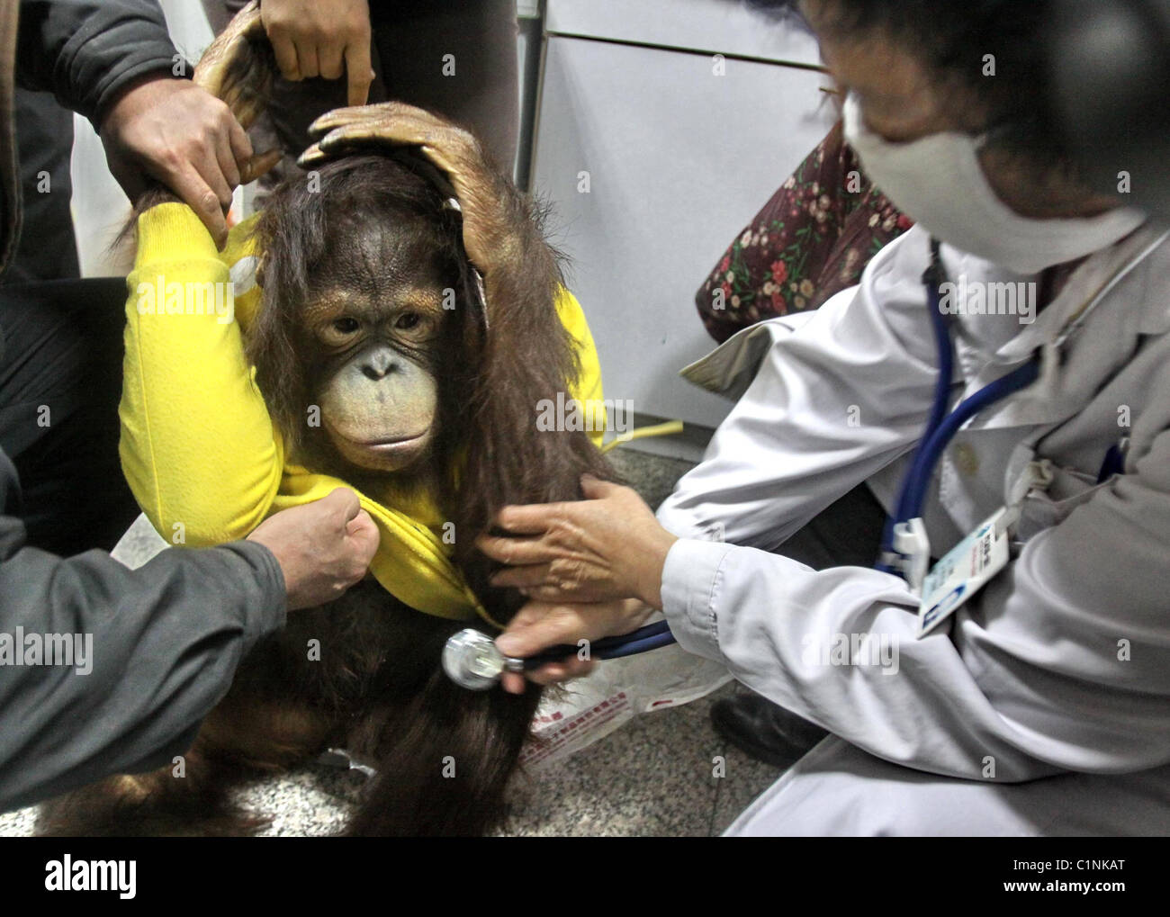 DOCTORS TREAT POORLY PRIMATE A young ape receives a lifesaving