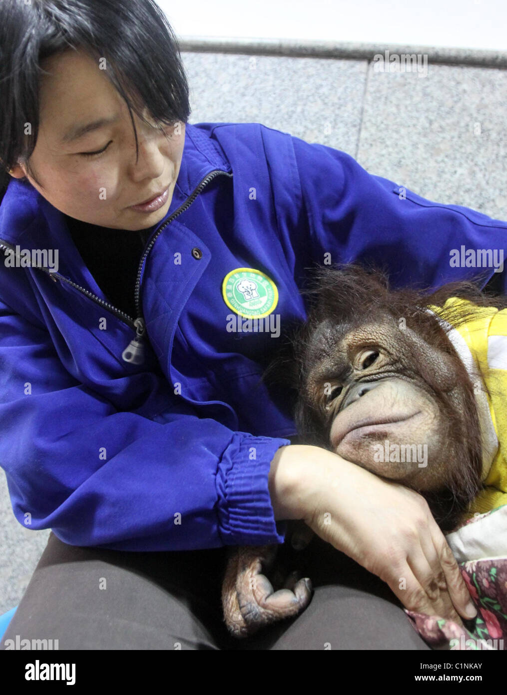 DOCTORS TREAT POORLY PRIMATE A young ape receives a lifesaving