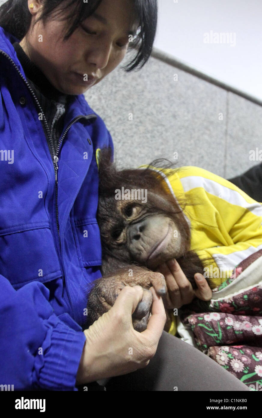 DOCTORS TREAT POORLY PRIMATE A young ape receives a lifesaving